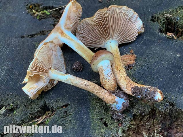 Nadelwaldschüppling, Pholiota spumosa