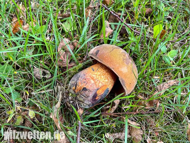 Netzstieliger Hexenröhrling, Suillellus luridus