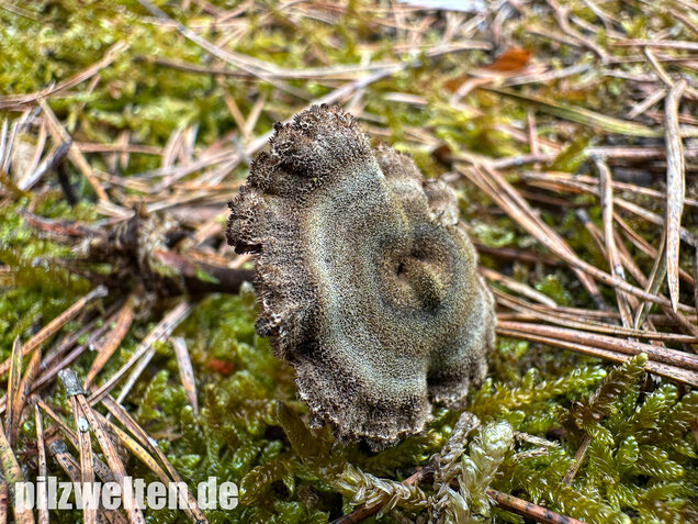 Ohrlöffelstacheling, Auriscalpium vulgare