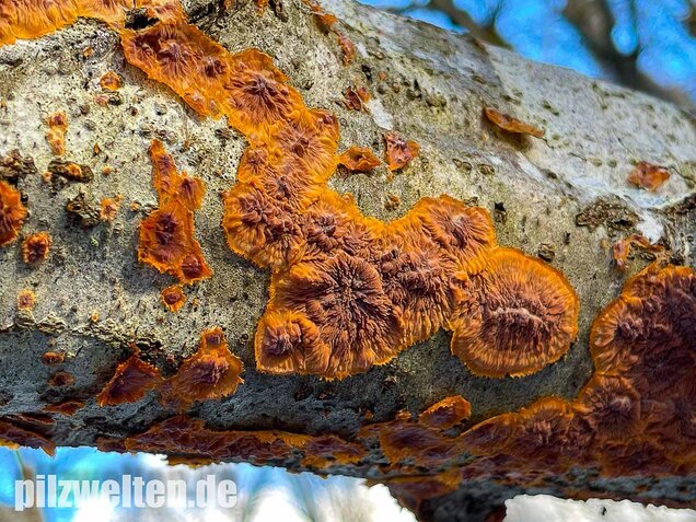 Orangeroter Kammpilz, Phlebia radiata