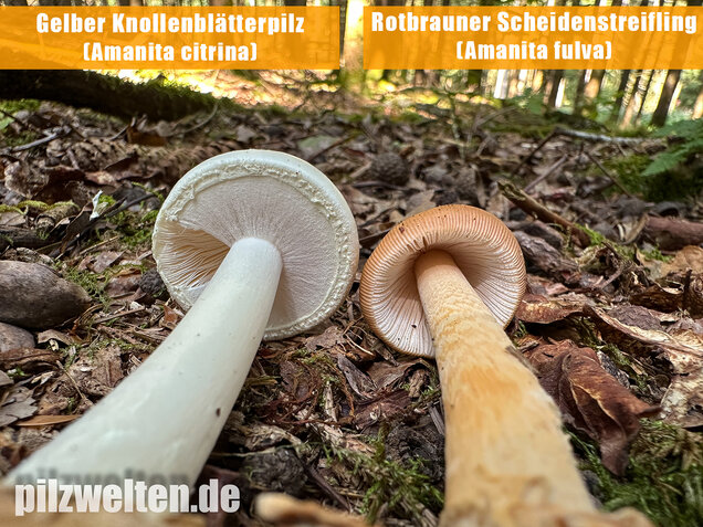 Rotbrauner Scheidenstreifling, Amanita fulva