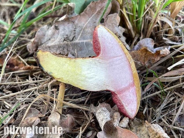 Rubinroter Zwergröhrling, Chalciporus rubinus