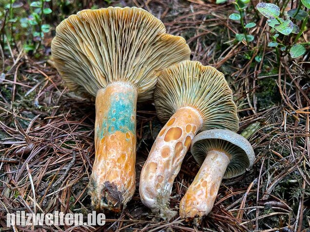 Spangrüner Kiefernreizker, Lactarius semisanguifluus