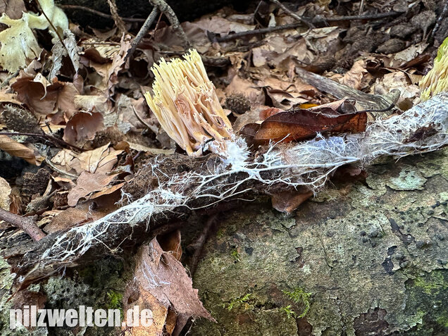 Steife Koralle, Ramaria stricta var. violaceotincta