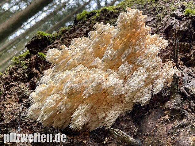 Tannenstachelbart, Hericium flagellum