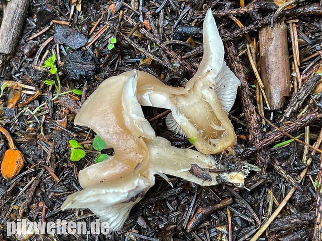 Weißlicher Anistrichterling, Clitocybe fragrans