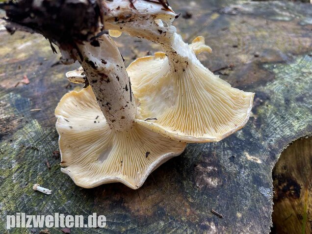 Weißer Büschelrasling, Leucocybe connata