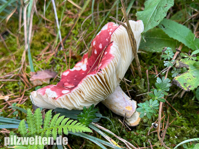Zedernholz-Täubling, Heimtückischer Täubling, Russula badia