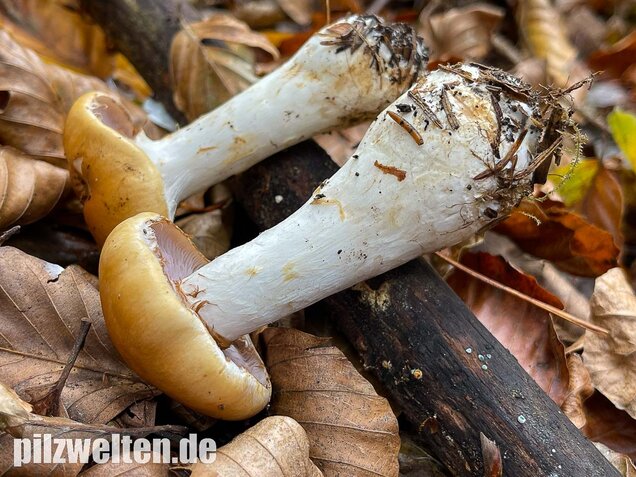 Ziegelgelber Schleimkopf, Semmelgelber Schleimkopf, Cortinarius varius