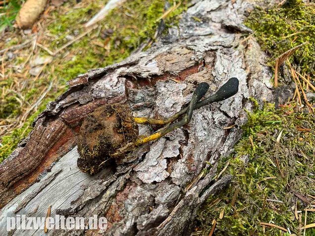 Zungenkernkeule, Tolypocladium ophioglossoides