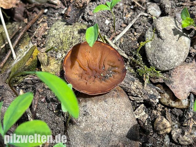 Anemonenbecherling, Sklerotienbecherling, Dumontinia tuberosa