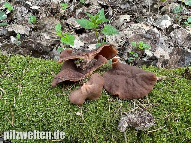 Schildförmige Scheibchenlorchel, Gyromitra parma