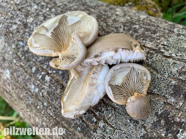 Beschleierter Pappel-Seitling, Pleurotus calyptratus