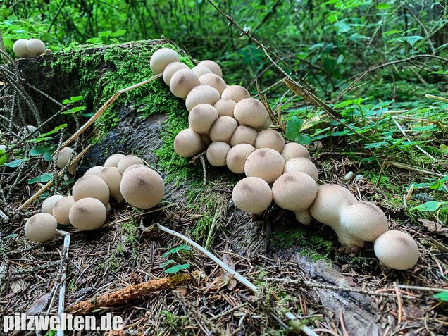 Birnenstäubling, Apioperdon pyriforme