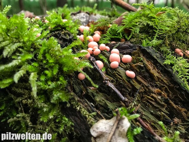 Blutmilchpilz, Lycogala epidendrum
