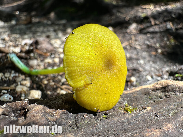 Braungrüner Zärtling, Braungrüner Rötling, Entoloma incanum agg.