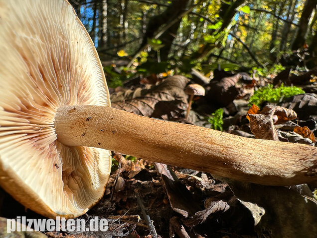 Braunschuppiger Ritterling, Feinschuppiger Ritterling, Tricholoma imbricatum