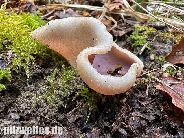 Braunvioletter Brandstellenbecherling, Violetter Becherling, Geoscypha violacea