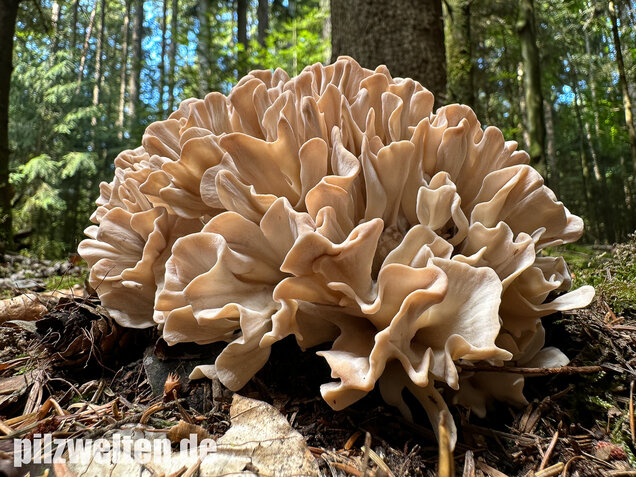 Breitblättrige Glucke, Sparassis brevipes