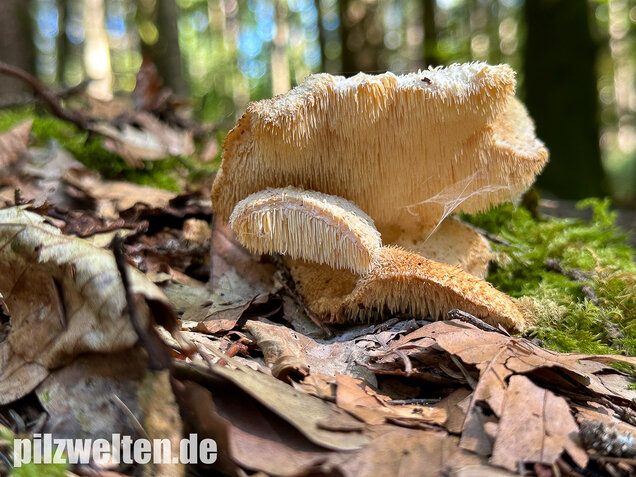 Dorniger Stachelbart, Hericium cirrhatum