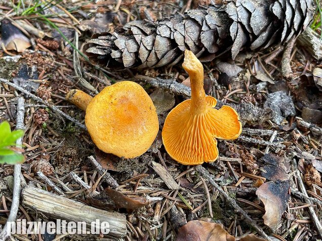Falscher Pfifferling, Afterleistling, Hygrophoropsis aurantiaca