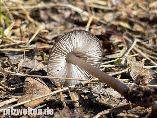 Fichtenzapfenhelmling, Zapfenhelmling, Mycena strobilicola