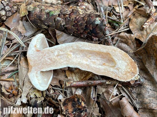 Fleischblasser Milchling, Lactarius pallidus
