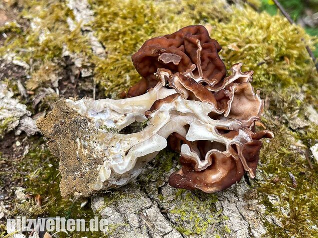 Frühjahrslorchel, Giftlorchel, Gyromitra esculenta