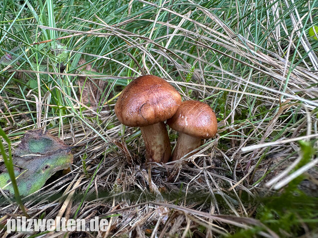 Gelbblättriger Ritterling, Birkenritterling, Tricholoma fulvum