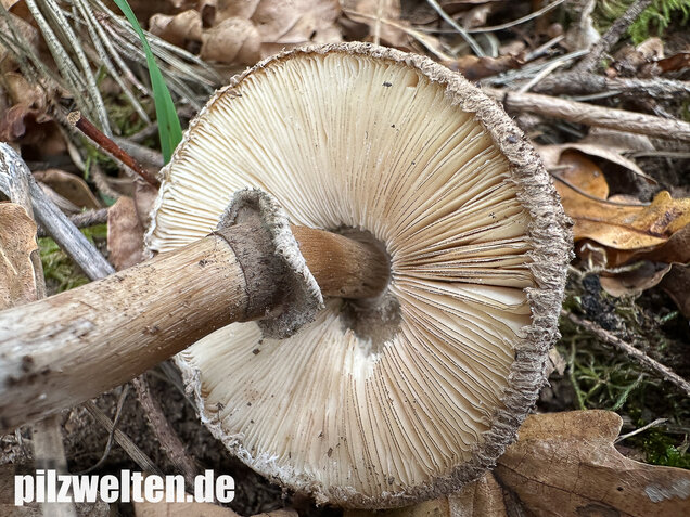 Gerandetknolliger Safranschirmling, Chlorophyllum brunneum