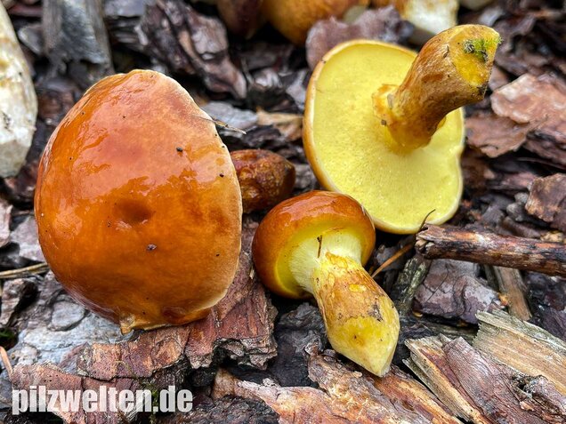Goldröhrling, Suillus grevillei