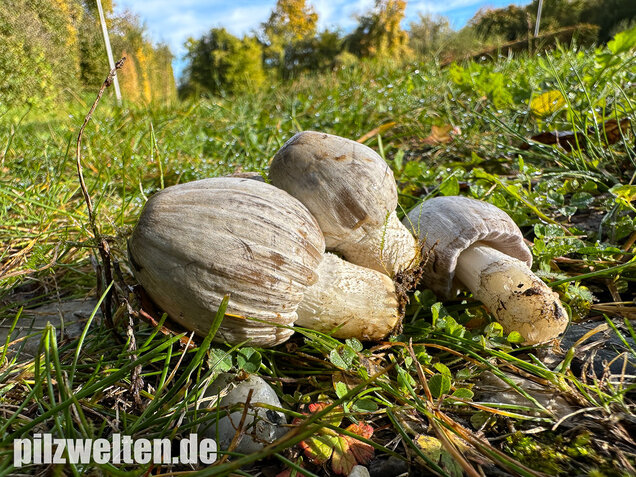 Grauer Faltentintling, Coprinopsis atramentaria