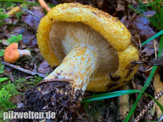 Grubiger Milchling, Lactarius scrobiculatus