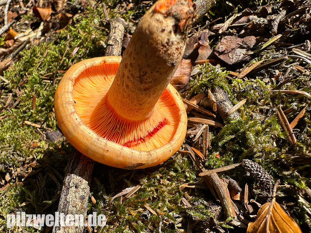 Lachsreizker, Lactarius salmonicolor