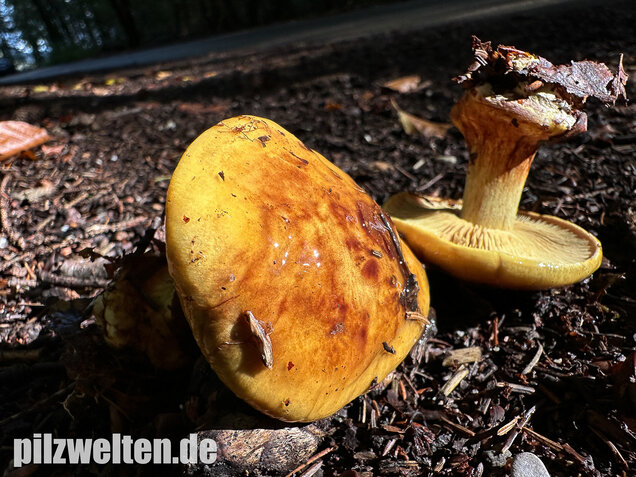 Schöngelber Klumpfuß, Calonarius splendens