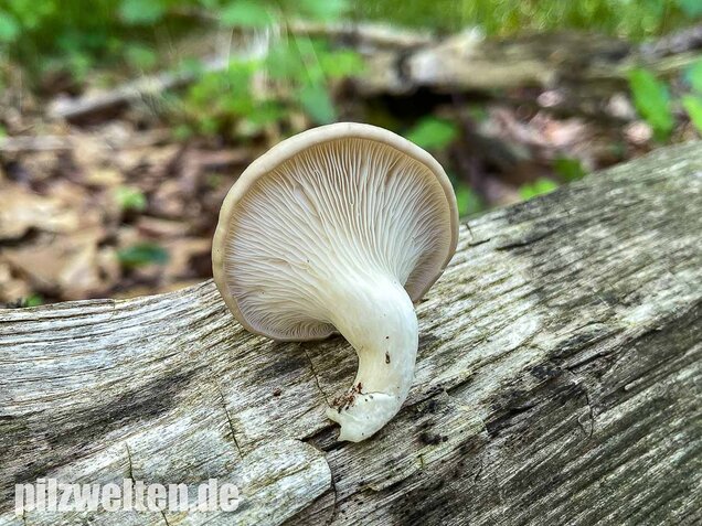 Lungenseitling, Pleurotus pulmonarius
