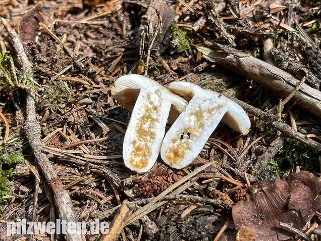 Mandeltäubling, Russula grata