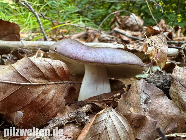 Papageitäubling, Kleiner Frauentäubling, Russula ionochlora
