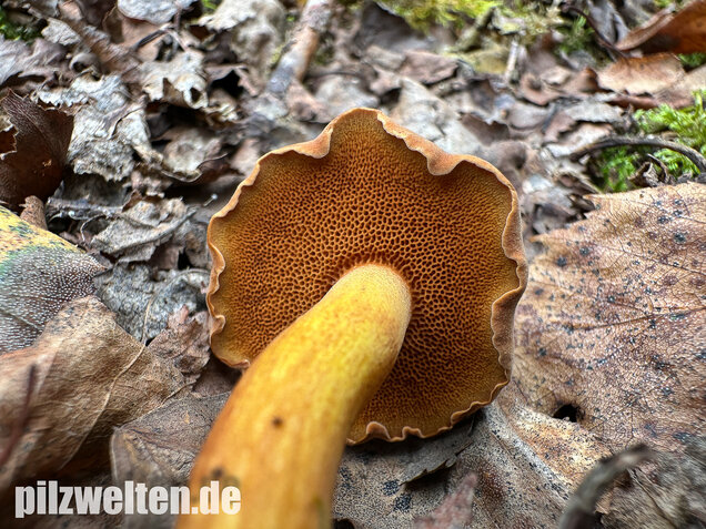 Pfefferröhrling, Chalciporus piperatus