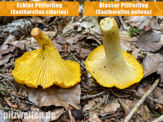 Echter Pfifferling, Cantharellus cibarius