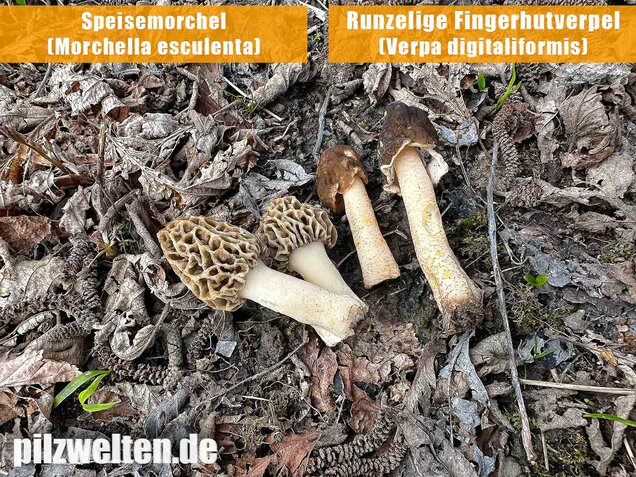 Runzelige Fingerhutverpel, Verpa digitaliformis
