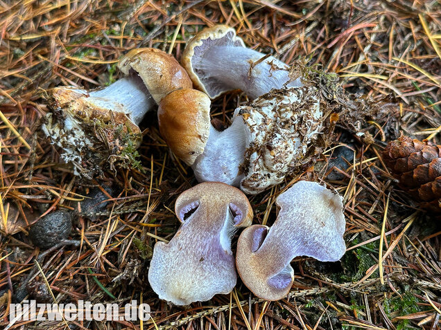 Purpurfleckender Klumpfuß, Thaxterogaster purpurascens