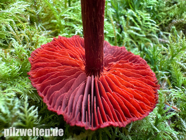 Blutroter Hautkopf, Bluthautkopf, Cortinarius sanguineus