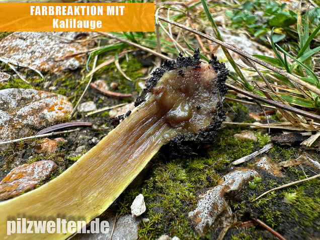Stinkender Schleimkopf, Gelber Schleimkopf, Phlegmacium mussivum