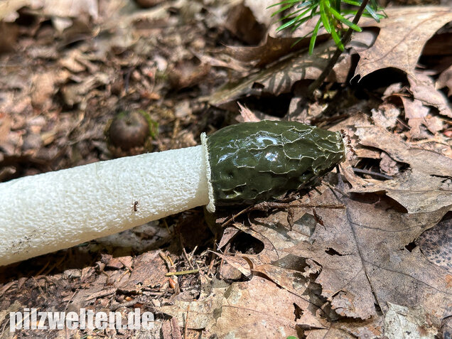 Stinkmorchel, Hexenei, Phallus impudicus