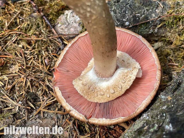 Kleiner Waldchampignon, Agaricus silvaticus