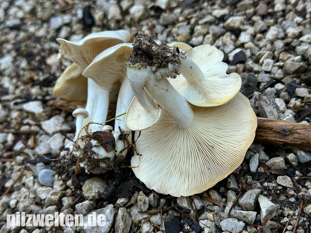 Weißer Büschelrasling, Leucocybe connata