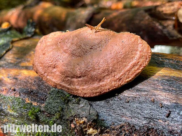 Zimtfarbener Weichporling, Hapalopilus rutilans