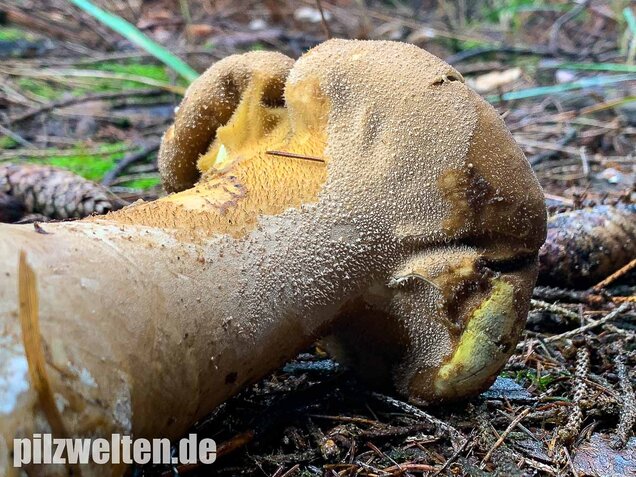 Beutelstäubling, Lycoperdon excipuliforme