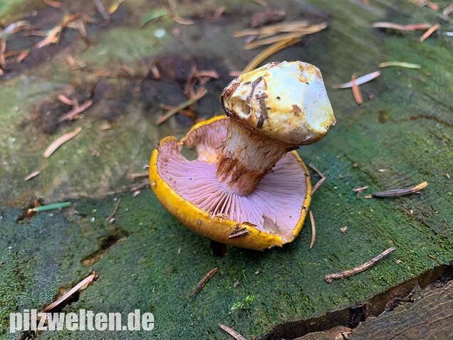 Blaublättriger Klumpfuß, Cortinarius callochrous